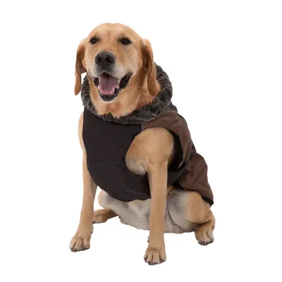Dog wearing brown coat with faux fur collar, suitable for cold weather conditions.