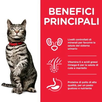 Benefici principali: livelli controllati di minerali per la salute urinaria, vitamina E e Omega-6 per cute e mantello, proteine di pollo di alta qualità. Gatto grigio con collare rosso.