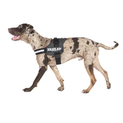 Dog wearing Julius-K9 harness in black with reflective stripe and adjustable strap.