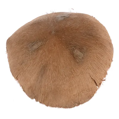 Coque de noix de coco naturelle, vue du dessus, surface fibreuse marron, sans marque ni texte visible.