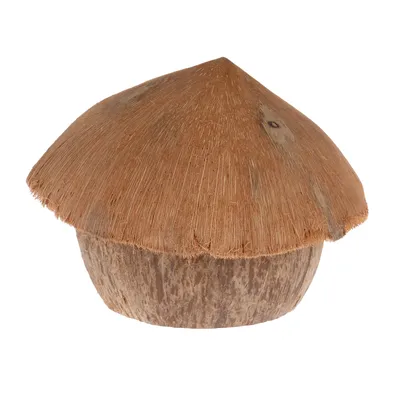 Abri en forme de demi-noix de coco avec toit pointu, entièrement en coque de noix de coco naturelle, sans ouverture visible sur la photo.