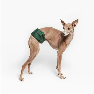 Hund trägt eine grüne Schutzhose, geeignet für Hygiene oder Inkontinenz.