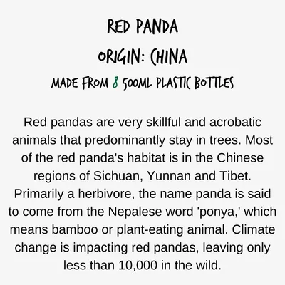 Red panda information: origin China, made from eight 500ml plastic bottles. Red pandas are tree-dwelling herbivores found in Sichuan, Yunnan and Tibet, with fewer than 10,000 left in the wild.