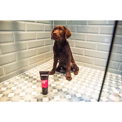 Dog sitting in a tiled shower next to a tube labelled 'animology Puppy Love', demonstrating use of the grooming product.