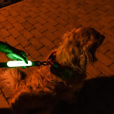 Leuchtendes Hundehalsband mit grünem Licht für bessere Sichtbarkeit bei Dunkelheit, befestigt an einer Leine. Hund auf gepflastertem Boden sichtbar.