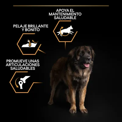 Perro grande junto a iconos y textos: 'Apoya el mantenimiento saludable', 'Pelaje brillante y bonito', 'Promueve unas articulaciones saludables'.