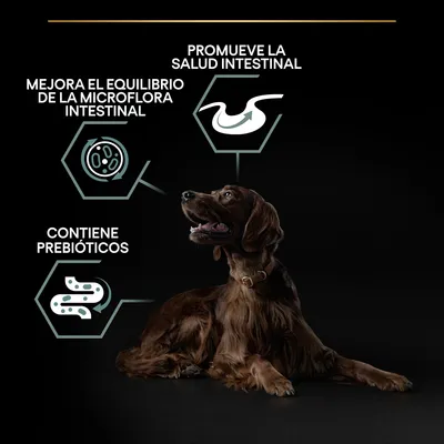 Perro tumbado junto a textos: 'Mejora el equilibrio de la microflora intestinal', 'Promueve la salud intestinal', 'Contiene prebióticos', con iconos relacionados.
