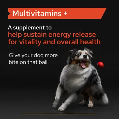Multivitamins +. A supplement to help sustain energy release for vitality and overall health. Give your dog more bite on that ball.