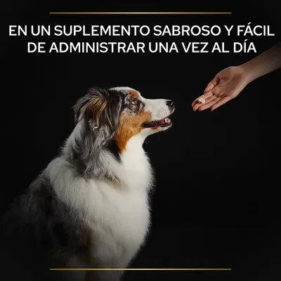 Perro mirando una mano que sostiene un suplemento. Texto: En un suplemento sabroso y fácil de administrar una vez al día.
