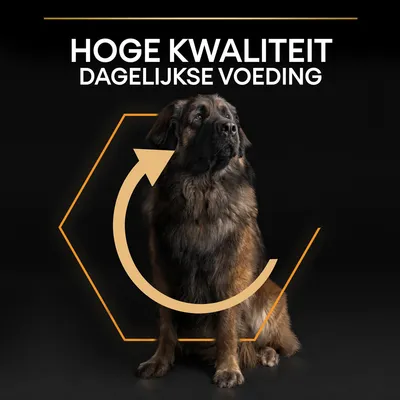 HOGE KWALITEIT DAGELIJKSE VOEDING, grote hond zittend voor zwarte achtergrond met oranje zeshoek en pijl. Tekst in hoofdletters bovenaan zichtbaar.