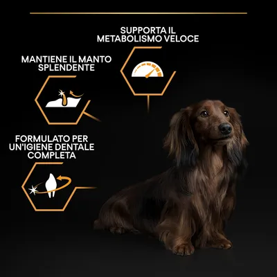 Testi visibili: Mantiene il manto splendente, Supporta il metabolismo veloce, Formulato per un'igiene dentale completa. Bassotto a pelo lungo su sfondo nero.