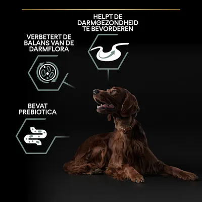 Helpt de darmgezondheid te bevorderen, verbetert de balans van de darmflora, bevat prebiotica. Afbeelding van een bruine hond liggend op zwarte achtergrond.