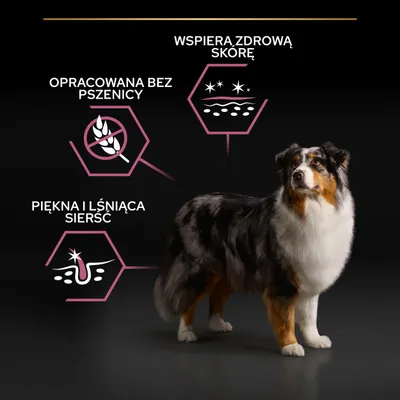 Opracowana bez pszenicy, wspiera zdrową skórę, piękna i lśniąca sierść – teksty i symbole obok psa rasy australijski owczarek na czarnym tle.