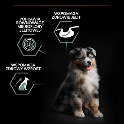 Poprawia równowagę mikroflory jelitowej, wspomaga zdrowie jelit, wspomaga zdrowy wzrost – tekst i grafiki obok szczeniaka na czarnym tle.