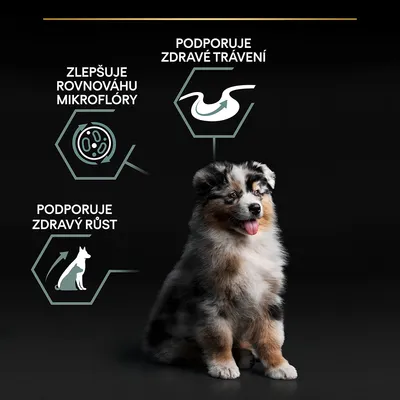 Text: Zlepšuje rovnováhu mikroflóry, Podporuje zdravé trávení, Podporuje zdravý růst. Obrázky symbolizujúce trávenie, rast a mikroflóru, vedľa sediace šteniatko.