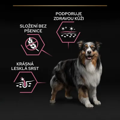 Složení bez pšenice, krásná lesklá srst, podporuje zdravou kůži. Australský ovčák stojící vedle ikon s těmito texty.
