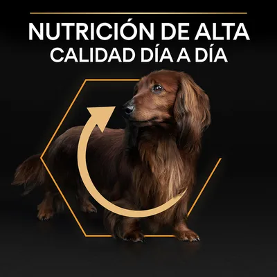 Texto: NUTRICIÓN DE ALTA CALIDAD DÍA A DÍA. Perro salchicha marrón de pelo largo dentro de un hexágono con flecha curva amarilla alrededor. Texto: NUTRICIÓN DE ALTA CALIDAD DÍA A DÍA. Perro salchicha marrón de pelo largo dentro de un hexágono con flecha curva amarilla alrededor.