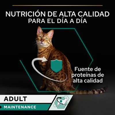 Gato adulto con texto: 'Nutrición de alta calidad para el día a día', 'Fuente de proteínas de alta calidad', 'ADULT MAINTENANCE'. Imagen promocional de alimento para gatos adultos.