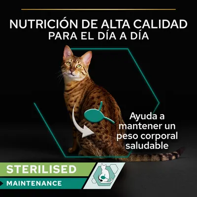 Gato con texto: 'Nutrición de alta calidad para el día a día'. Flecha señala el abdomen con texto: 'Ayuda a mantener un peso corporal saludable'. Etiqueta: 'STERILISED MAINTENANCE'.