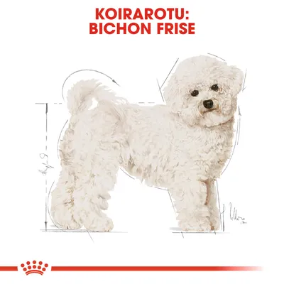 Koirarotu: Bichon Frise. Kuvassa valkoinen bichon frise -koira, taustalla mittaviivoja. Teksti ylhäällä punaisella: KOIRAROTU: BICHON FRISE.