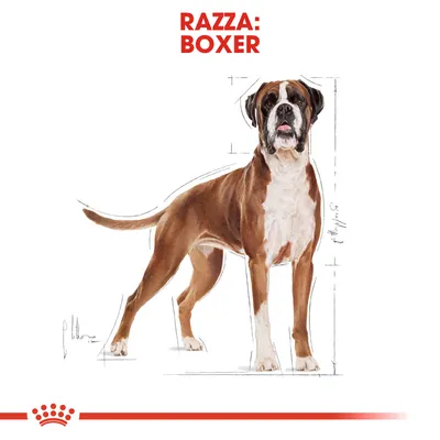 Illustrazione di un cane con testo in alto: RAZZA: BOXER. Linee di misurazione visibili attorno al cane.