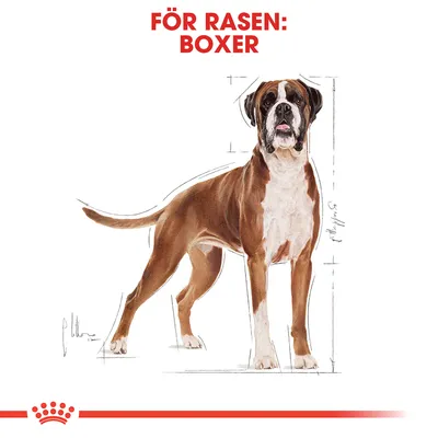Illustration av en boxerhund med texten 'FÖR RASEN: BOXER' ovanför. Skissade måttlinjer runt hunden.