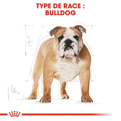 Texte visible : TYPE DE RACE : BULLDOG, illustration d’un bulldog debout de face avec croquis technique en arrière-plan.