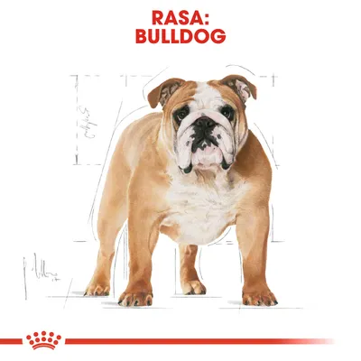 Ilustrație cu un câine Bulldog, text vizibil deasupra: RASA: BULLDOG.