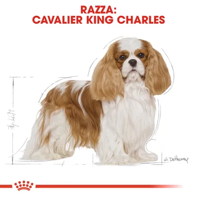 Testo: Razza: Cavalier King Charles. Illustrazione di un cane Cavalier King Charles con pelo lungo bianco e marrone, dettagli anatomici stilizzati sullo sfondo.