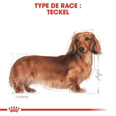 Illustration d’un chien avec le texte « TYPE DE RACE : TECKEL » en haut de l’image.