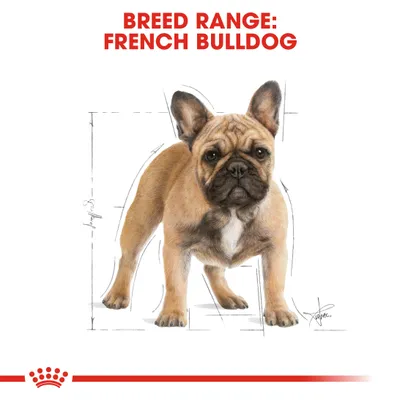 Teksti: BREED RANGE: FRENCH BULLDOG. Piirros ranskanbulldogista, taustalla mittaviivoja. Alareunassa punainen kruunu ja viiva.