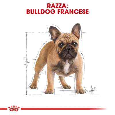 Illustrazione di un cane con testo in alto: 'Razza: Bulldog Francese', linee di misurazione attorno al corpo del cane.