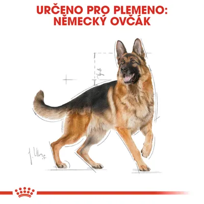 Určeno pro plemeno: německý ovčák. Ilustrace německého ovčáka s náčrtky proporcí těla.