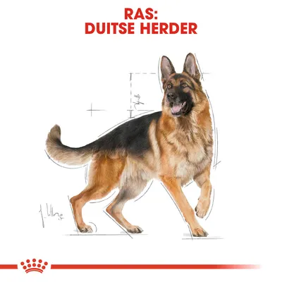 Ras: Duitse Herder, afbeelding van een staande Duitse herder met schetslijnen op witte achtergrond. Tekst in rood bovenaan: RAS: DUITSE HERDER.