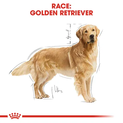 Illustration af en Golden Retriever med teksten: RACE: GOLDEN RETRIEVER. Skitserede linjer markerer hundens proportioner.