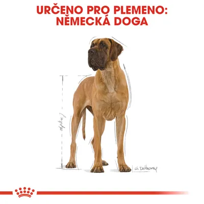 Určeno pro plemeno: německá doga. Obrázek psa tohoto plemene s náčrtem proporcí těla.