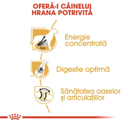 Oferă-i câinelui hrana potrivită: energie concentrată, digestie optimă, sănătatea oaselor și articulațiilor. Text vizibil pe imagine, cu pictograme explicative.
