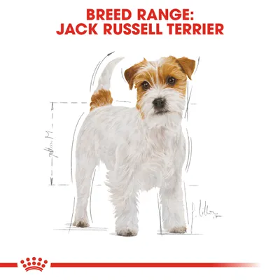 Piirros Jack Russell Terrier -koirasta, yläpuolella punainen teksti: BREED RANGE: JACK RUSSELL TERRIER. Taustalla mittaviivoja koiran korkeuden ja pituuden kohdalla.