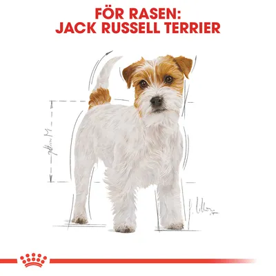 Illustration av Jack Russell Terrier med texten 'FÖR RASEN: JACK RUSSELL TERRIER' i rött ovanför hunden.