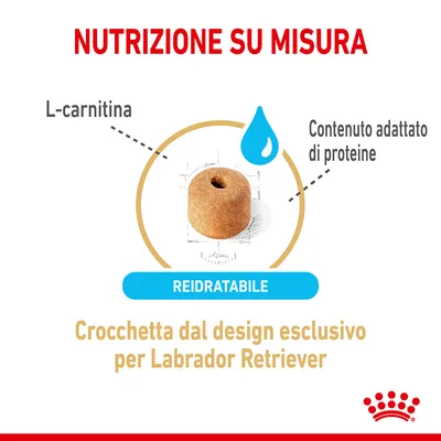 Crocchetta dal design esclusivo per Labrador Retriever, L-carnitina, contenuto adattato di proteine, reidratabile. Testo: Nutrizione su misura. Crocchetta dal design esclusivo per Labrador Retriever, L-carnitina, contenuto adattato di proteine, reidratabile. Testo: Nutrizione su misura.