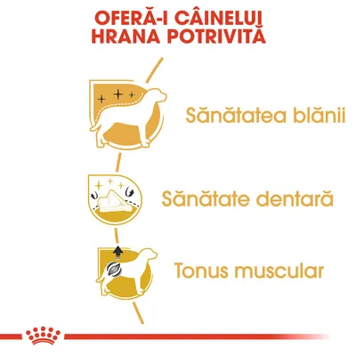 OFERĂ-I CÂINELUI HRANA POTRIVITĂ. Sănătatea blănii, sănătate dentară, tonus muscular. Ilustrații cu câine și simboluri pentru fiecare beneficiu.