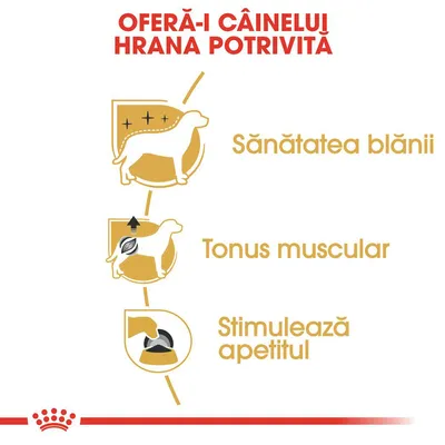OFERĂ-I CÂINELUI HRANA POTRIVITĂ. Sănătatea blănii, tonus muscular, stimulează apetitul – beneficii prezentate cu pictograme pentru câini.