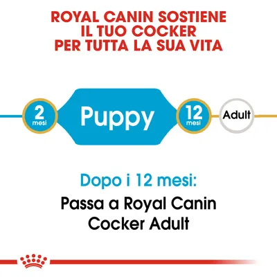 ROYAL CANIN SOSTIENE IL TUO COCKER PER TUTTA LA SUA VITA. 2 mesi Puppy 12 mesi Adult. Dopo i 12 mesi: Passa a Royal Canin Cocker Adult.