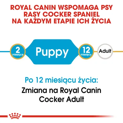 Royal Canin wspomaga psy rasy Cocker Spaniel na każdym etapie życia. Puppy: 2–12 miesięcy. Po 12 miesiącu zmiana na Royal Canin Cocker Adult.