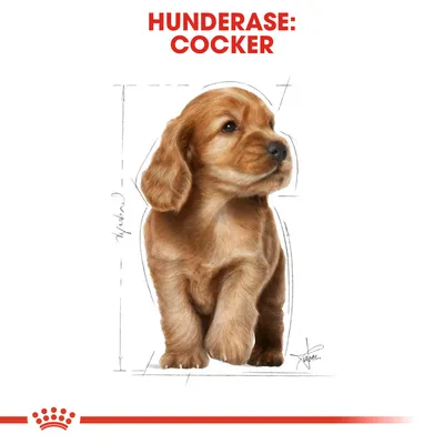 Royal Canin Cocker Puppy