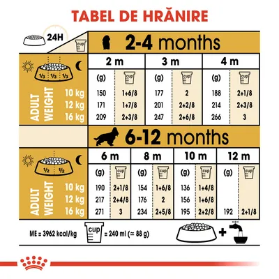 Tabel de hrănire pentru câini juniori, doze zilnice recomandate în funcție de vârstă (2–12 luni) și greutatea adultului (10, 12, 16 kg), exprimat în grame și căni de 240 ml.