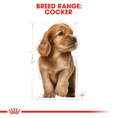 Illustration showing breed range: Cocker, with a diagram of a dog and height markings to indicate typical size for this breed.