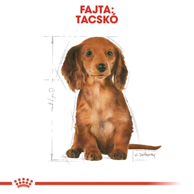 Fajta: tacskó felirat, illusztrált barna szőrű kutya testméret-vázlattal, Royal Canin logóval alul.