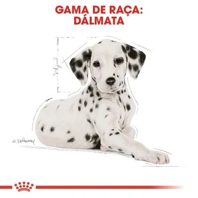 Texto visível: GAMA DE RAÇA: DÁLMATA. Ilustração de um cão dálmata deitado, com contornos e medidas desenhadas ao fundo.