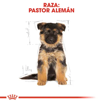 Texto visible: RAZA: PASTOR ALEMÁN. Imagen de un cachorro de pastor alemán sentado, fondo blanco con boceto de líneas y franja roja con corona en la parte inferior.